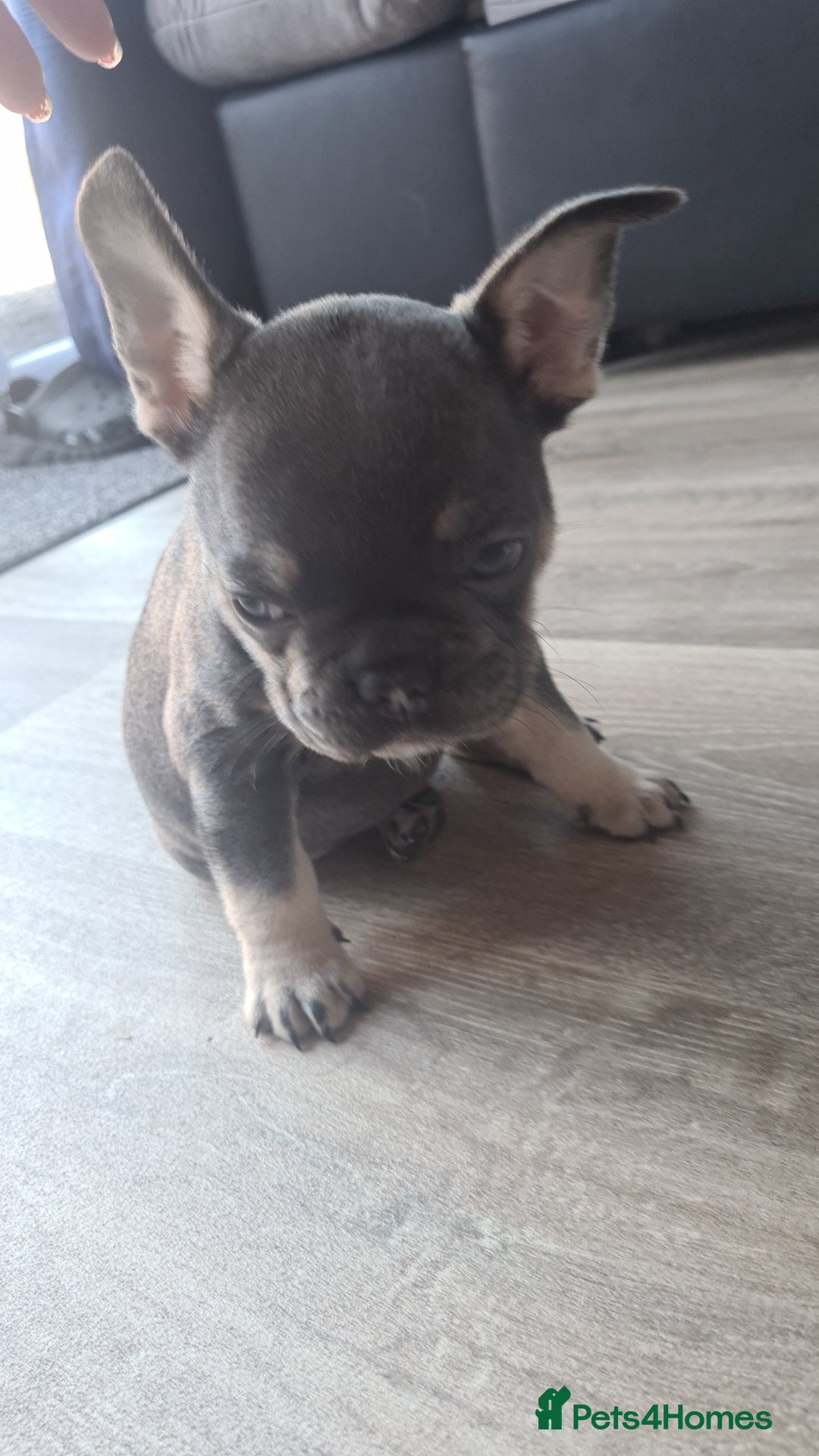 French Bulldog dogs for sale: adorable litter of french bulldogs - Image 10