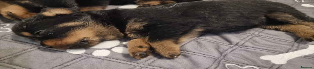 Rottweiler Puppy 10