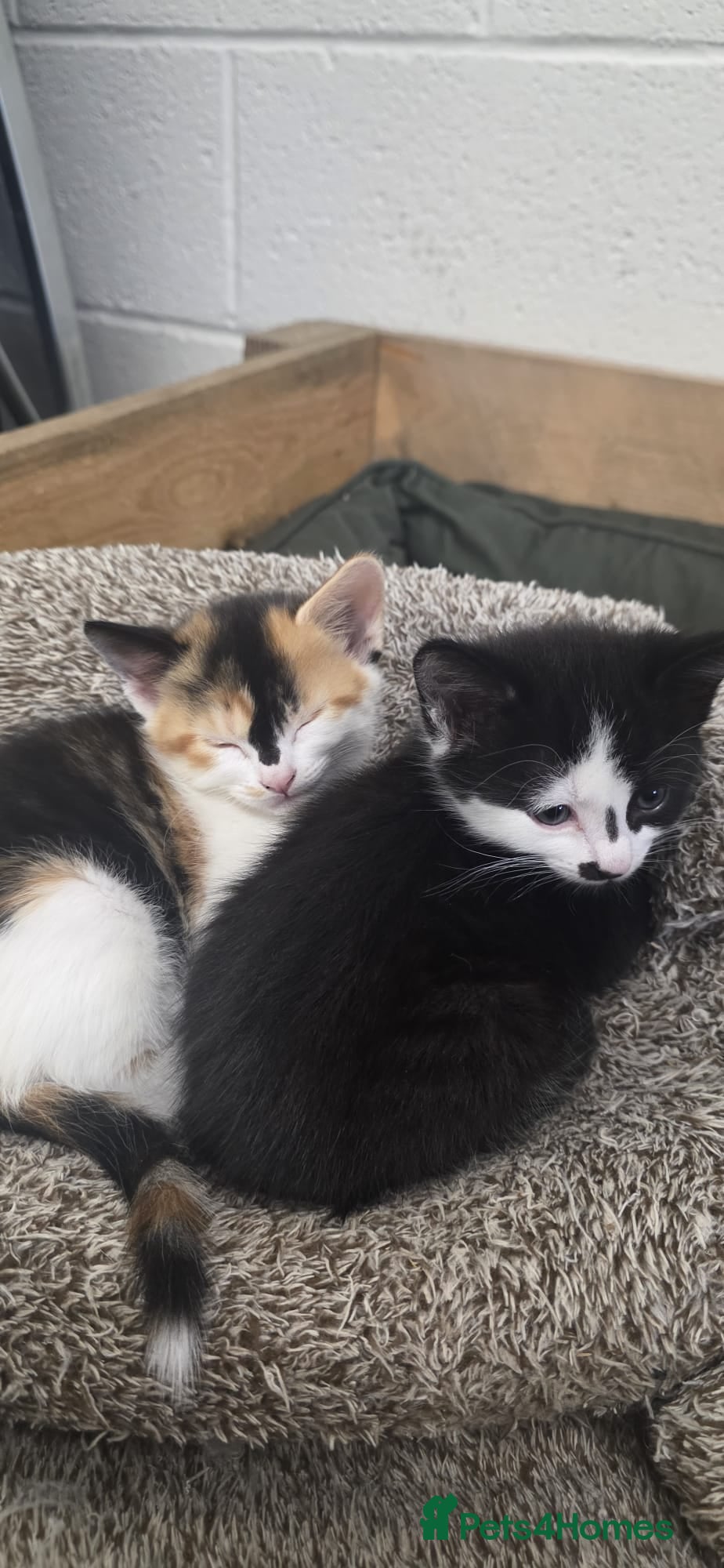 Kitten 4 - Female black, ginger and white kitty
