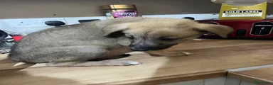 Mixed Breed Puppy 1