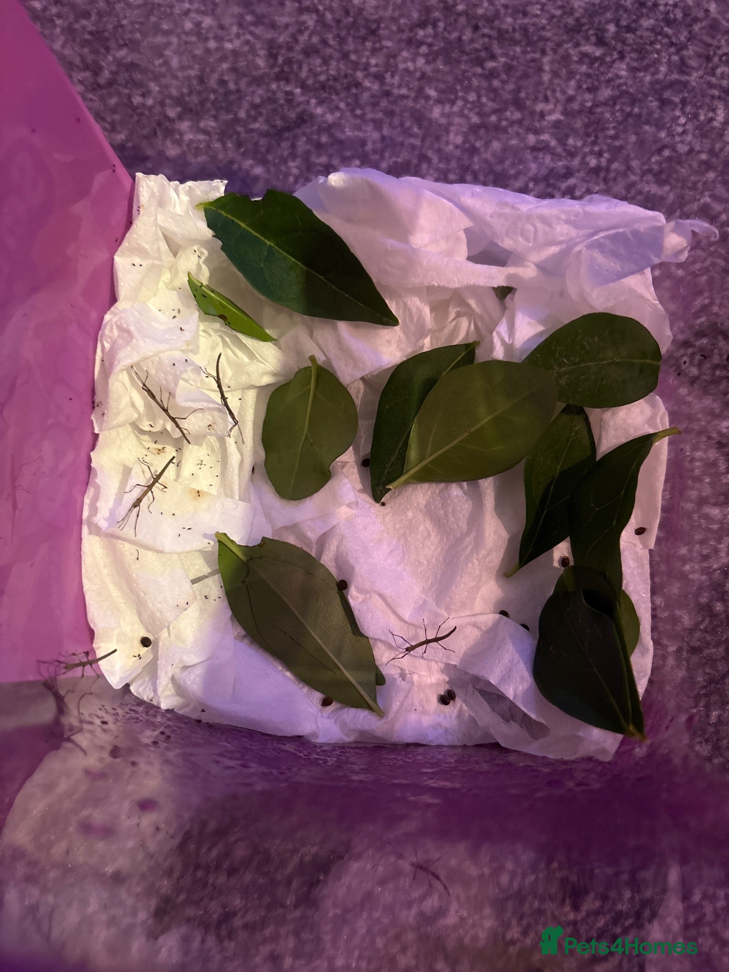 Stick Insects invertebrates for sale: Indian stick insects  - Advert 2