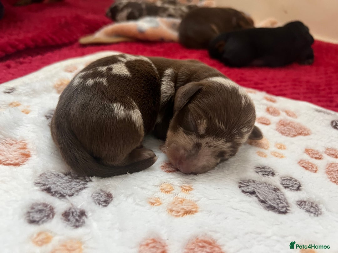 Dachshund dogs for sale: 5 beautiful daschund’s for sale  - Image 6