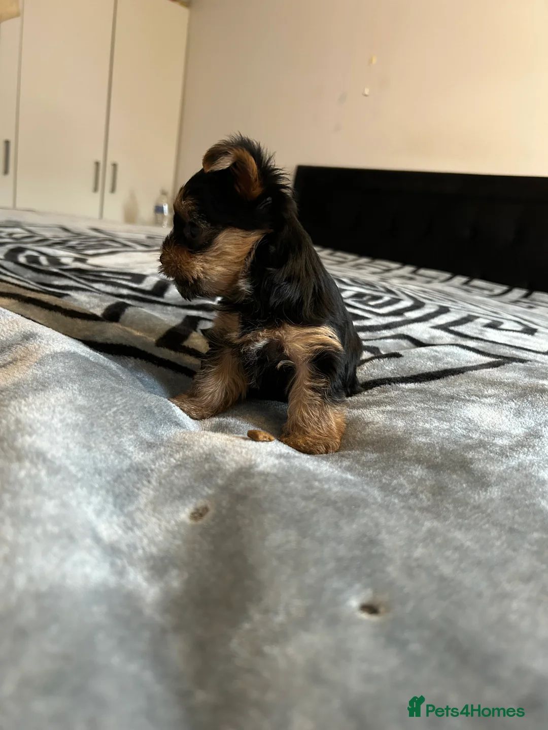Yorkshire Terrier dogs for sale: Litter of Yorkshire terriers for sale - Advert 10