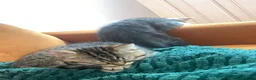 Mixed Breed cats for sale: British short hair/bengal tabby kitten - Advert 3