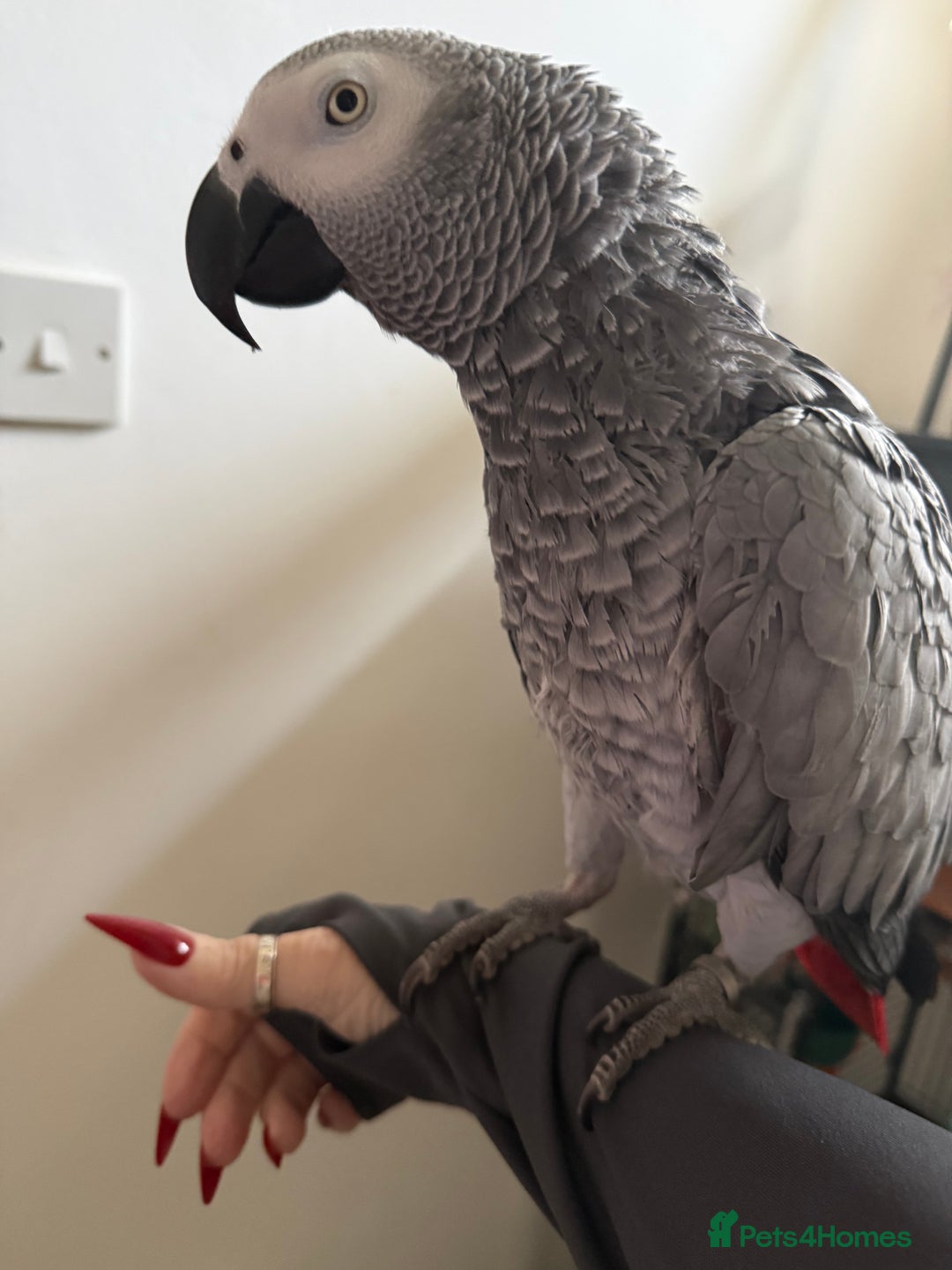 Parrots birds for sale: Very chatty African Grey parrot  - Advert 9