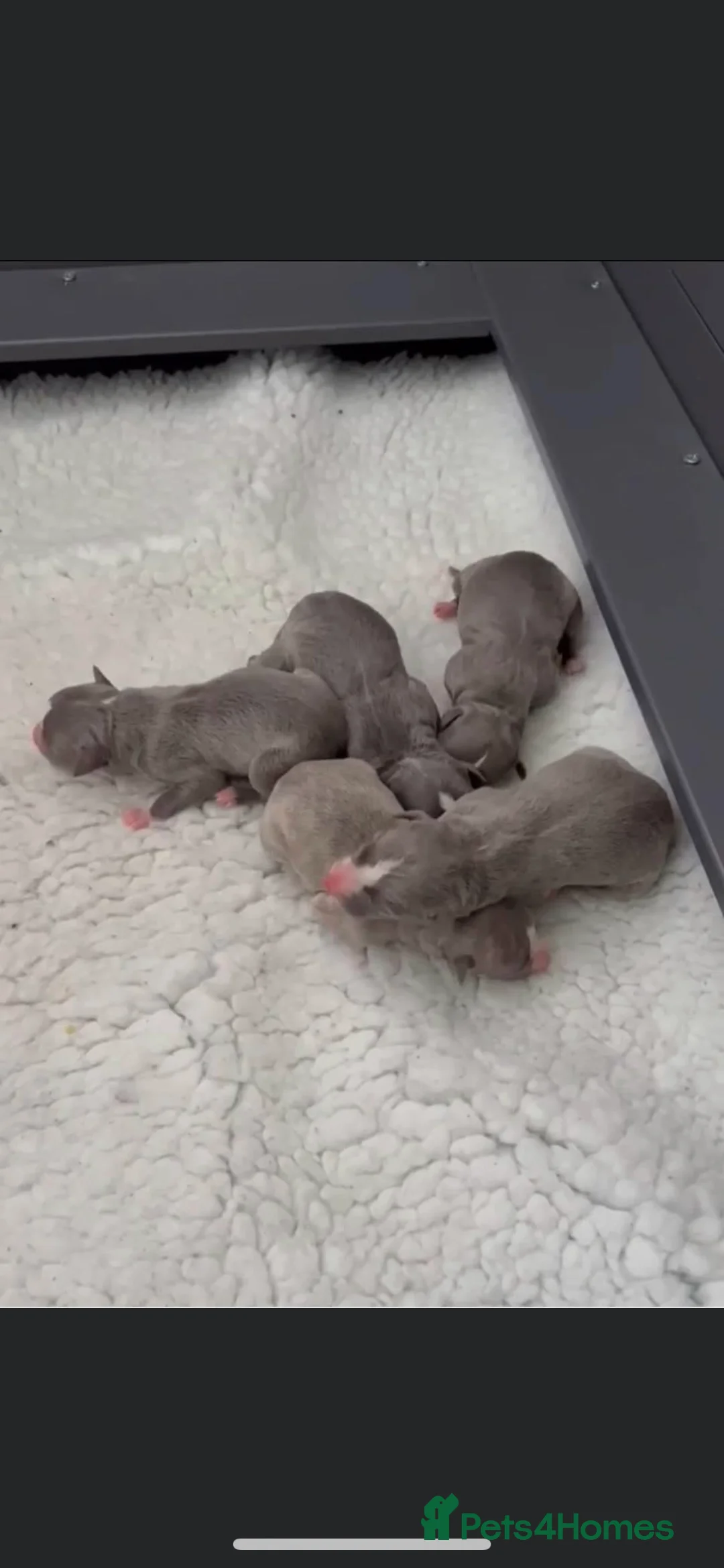 Whippet dogs for stud: 2 KC whippet for stud,both heart tested clear in Bishop Auckland - Advert 21