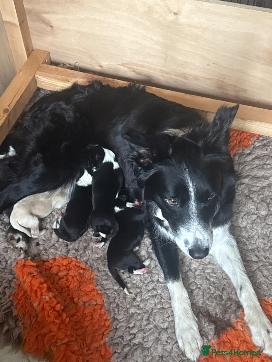 Border Collie dogs for sale: Border collie puppies for sale  - Advert 1
