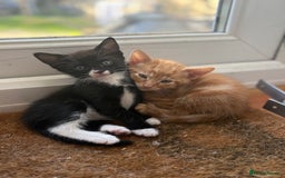 Mixed Breed cats for sale: Cheeky kittens - Image 8