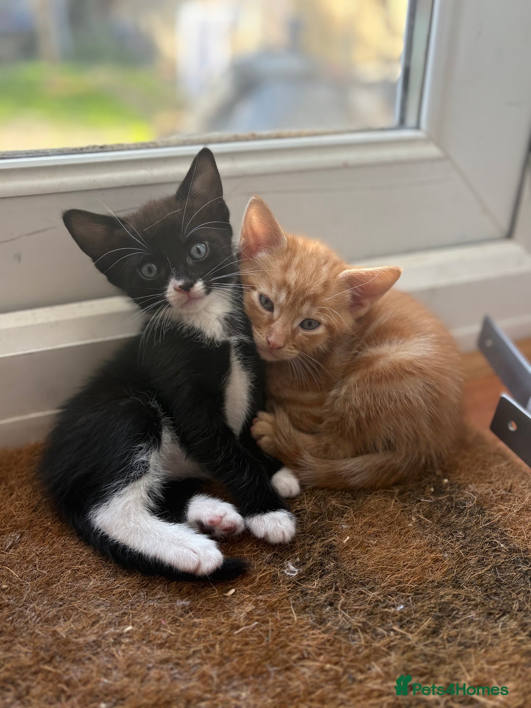 Mixed Breed cats for sale: Cheeky kittens - Image 8