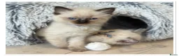 Ragdoll cats for sale: 4 Stunning male pure ragdoll kittens  - Advert 16