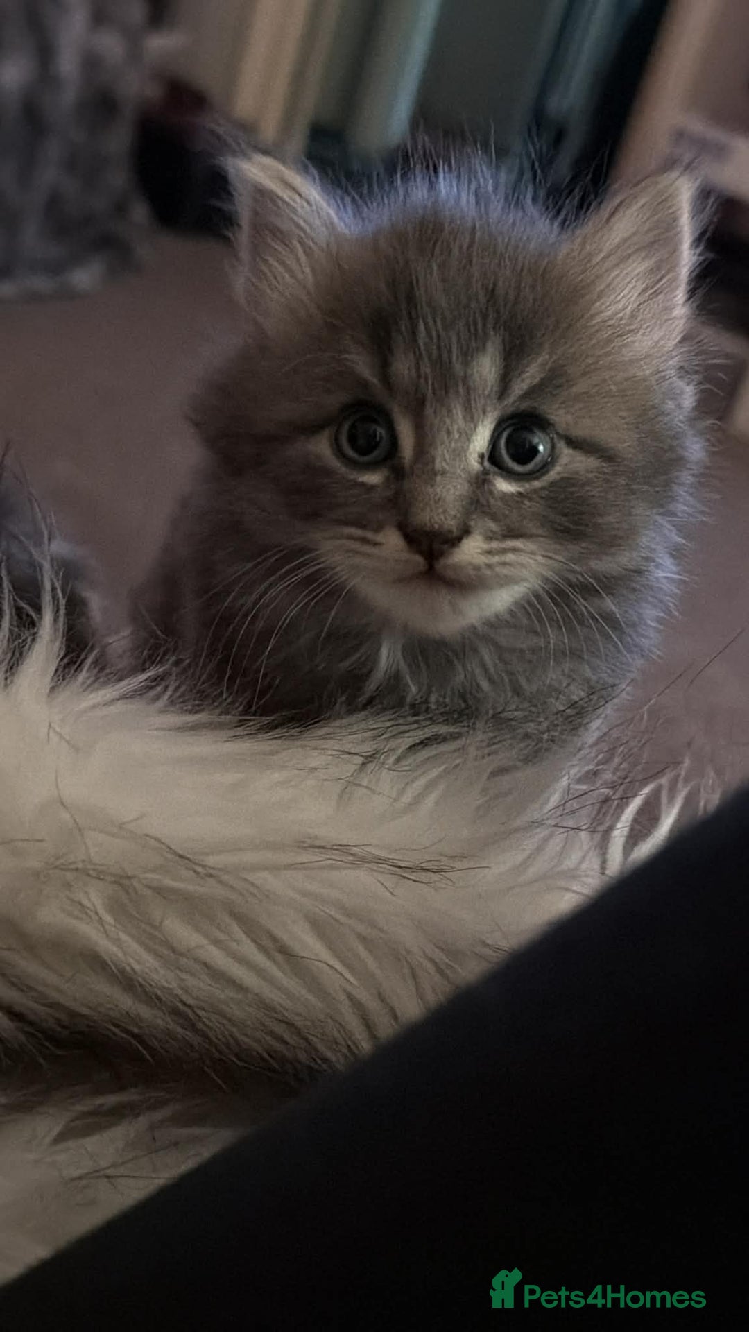 Mixed Breed cats for sale: 4 Kittens for sale - Advert 7