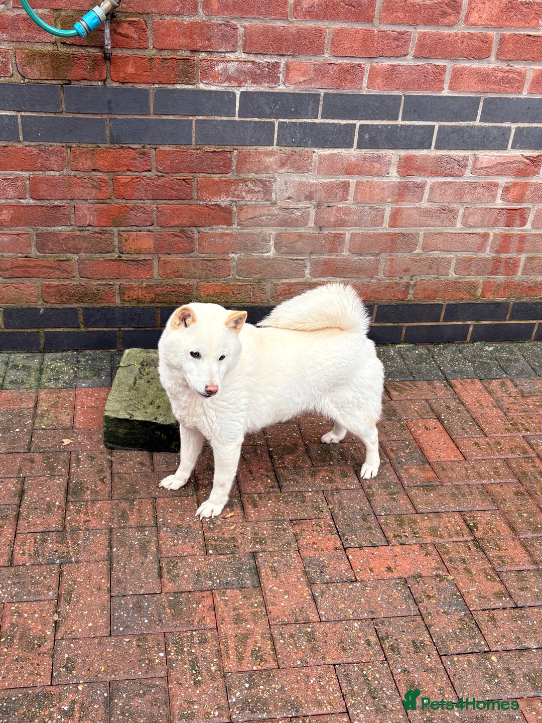 Japanese Shiba Inu dogs for sale: Japanese Shiba Inu - Advert 5