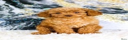 Toy Poodle dogs for stud: *Proven* KC registered Toy Poodle - petite boy in Bolton - Advert 22