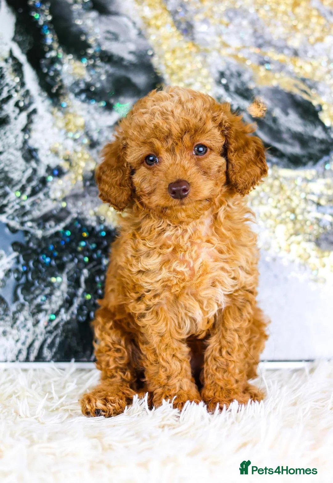 Toy Poodle dogs for stud: *Proven* KC registered Toy Poodle - petite boy in Bolton - Advert 22