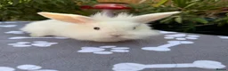 Mini Lop rabbits for sale: X8 baby Mini lop boys  - Advert 3