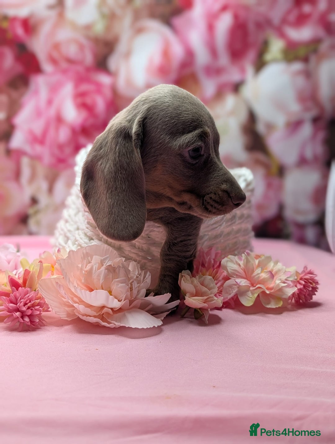 Miniature Dachshund dogs for sale: Adorable little of miniature daschunds  - Advert 40