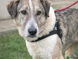 Mixed Breed dogs Nelly 🐾 Five Years Waiting for a Real Life - Advert 1