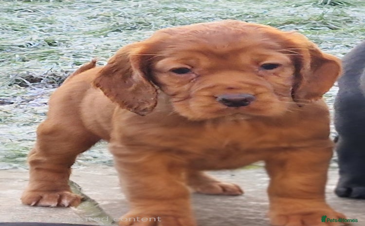 Cocker Spaniel dogs KC registered Working Cocker Spaniels - Advert 15