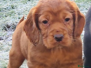 Cocker Spaniel dogs KC registered Working Cocker Spaniels - Advert 13