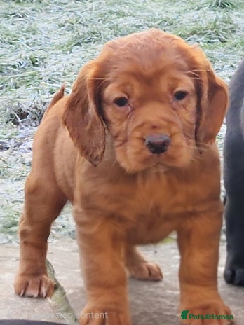 Cocker Spaniel dogs KC registered Working Cocker Spaniels - Advert 15