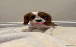 Cavalier King Charles Spaniel dogs for sale: Extensively health tested parent cavalier puppy’s  - Image 34