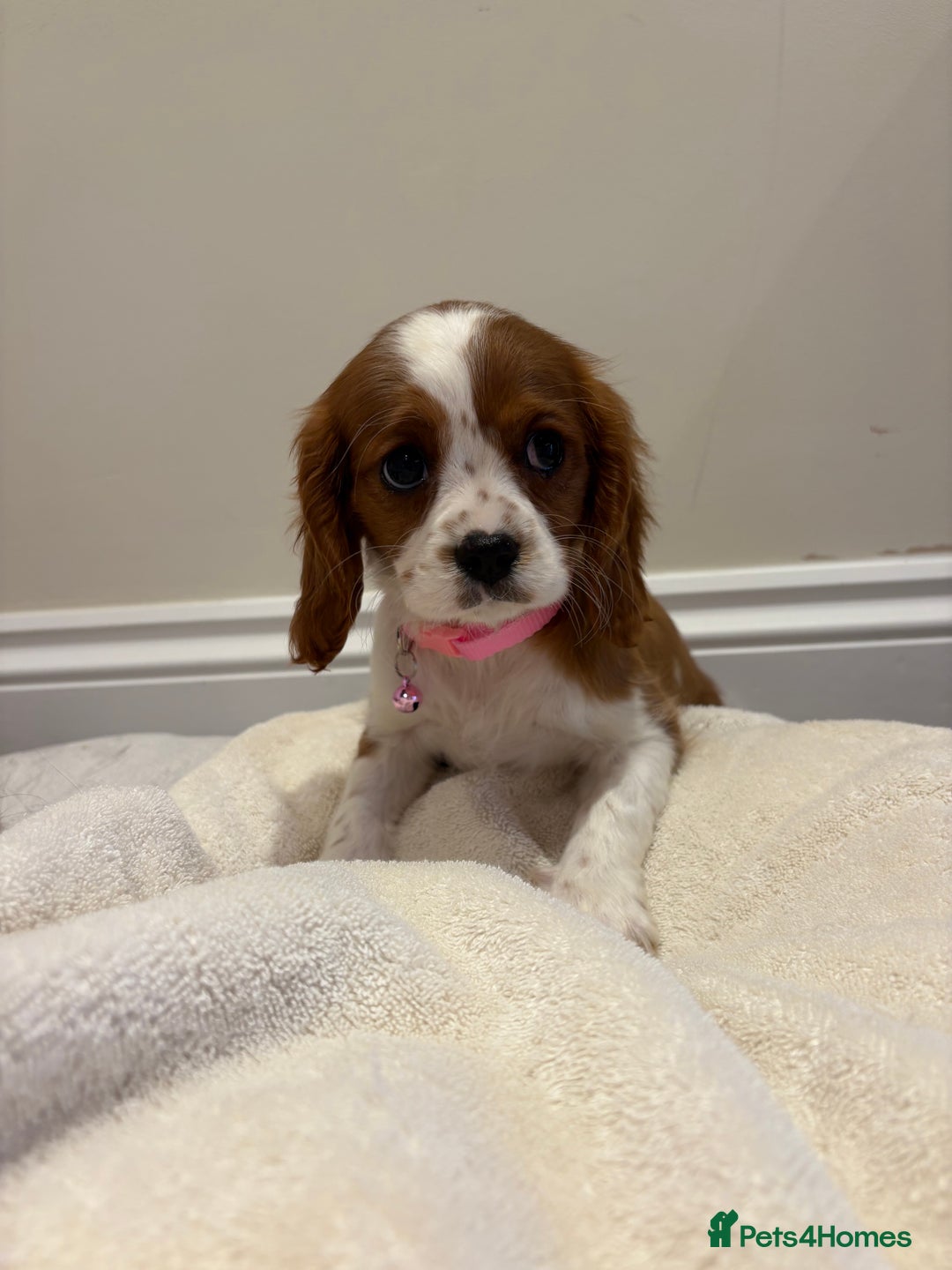 Cavalier King Charles Spaniel dogs for sale: Extensively health tested parent cavalier puppy’s  - Image 34