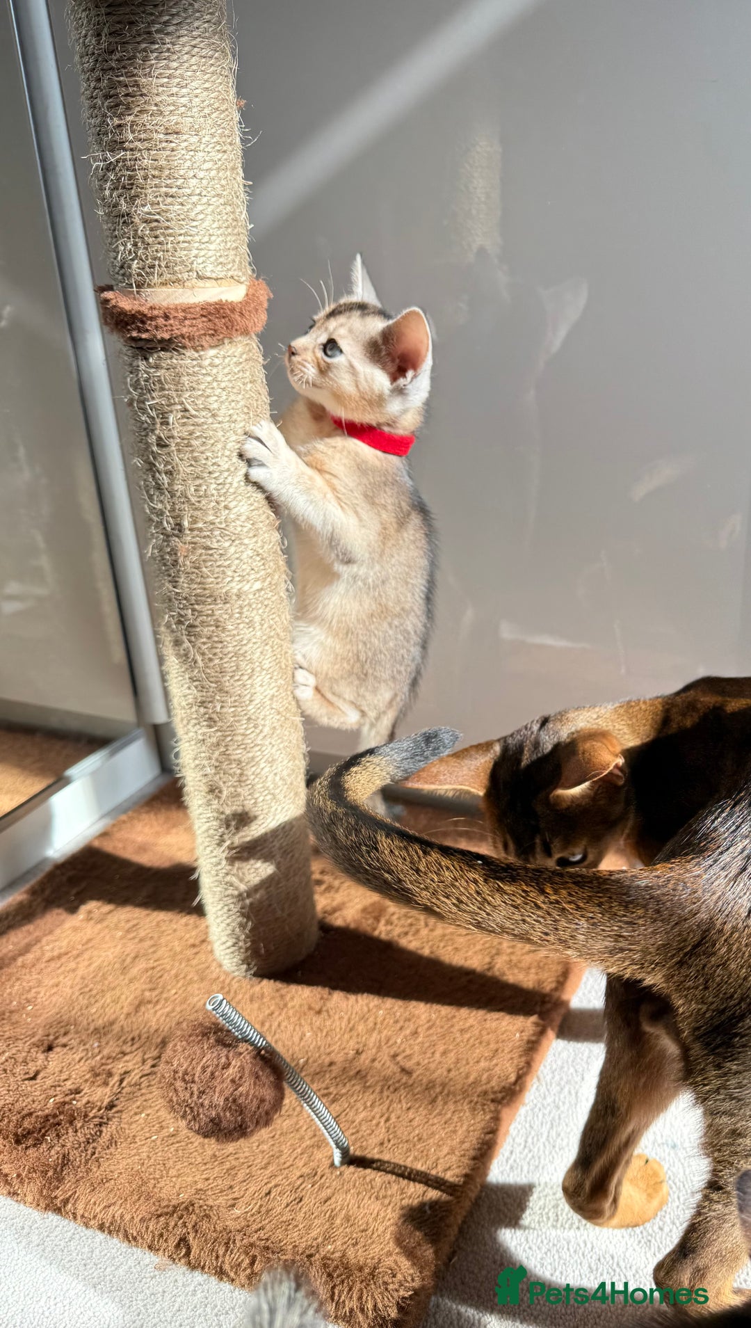 Abyssinian cats for sale: TICA reg Abyssinian sweet kittens rare colours  - Image 7