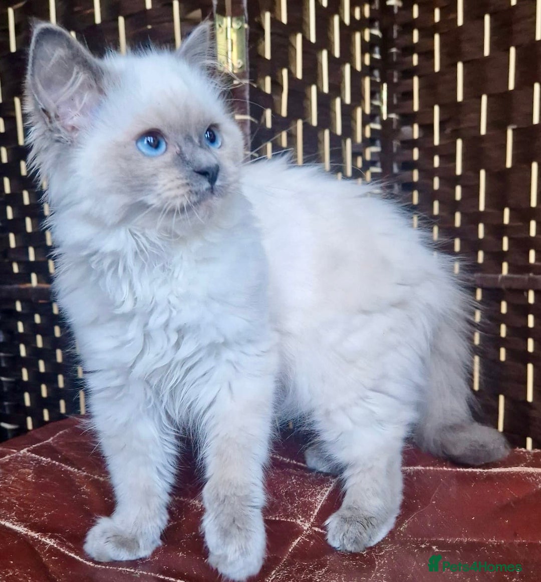 Ragdoll cats for sale: A Unique Ragdoll Kitten Waiting for a Loving home  - Image 11