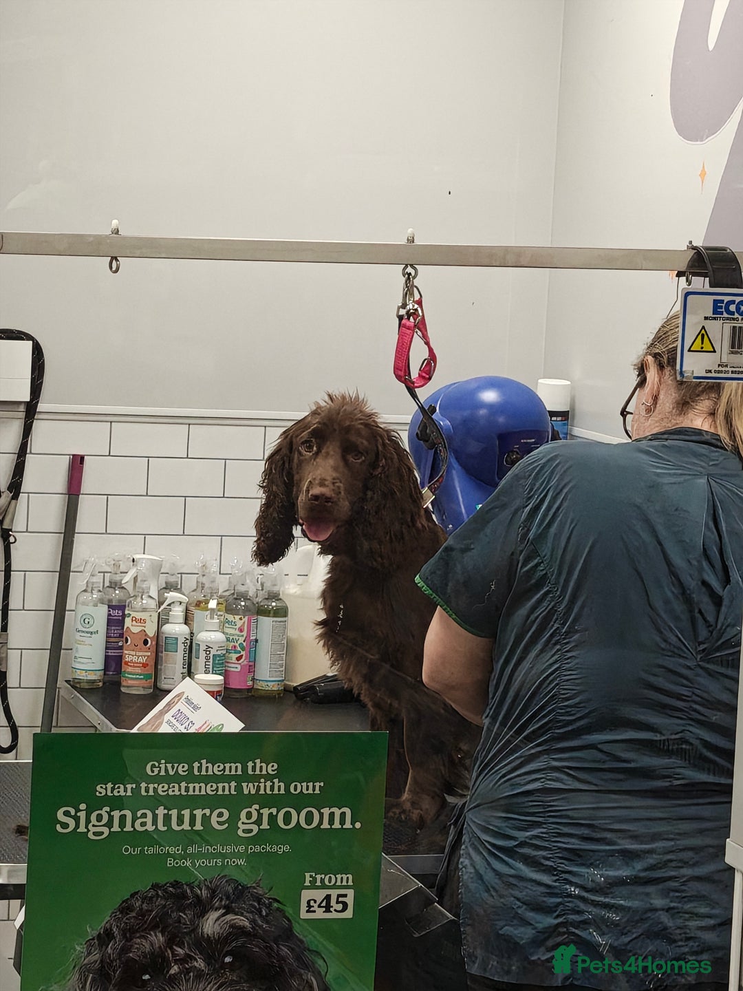 Cocker Spaniel dogs for sale: 8 month old show cocker spaniel - Advert 5