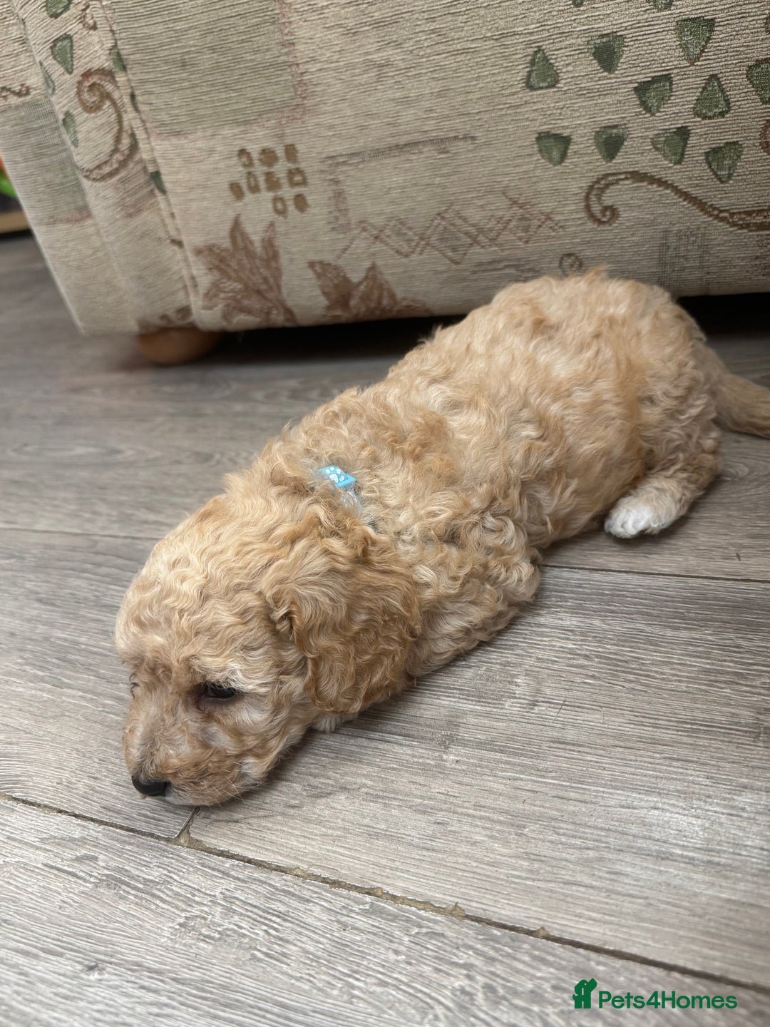 Goldendoodle dogs for sale: ⭐️⭐️READY NOW⭐️⭐️ Beautiful Goldendoodles - Image 13