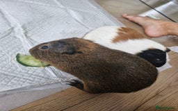 Guinea Pig rodents for sale:  2 Playful Male Guinea Pigs (4 Months)  - Image 14
