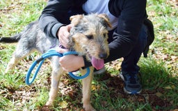 Fox Terrier dogs for adoption: Norte - Image 4