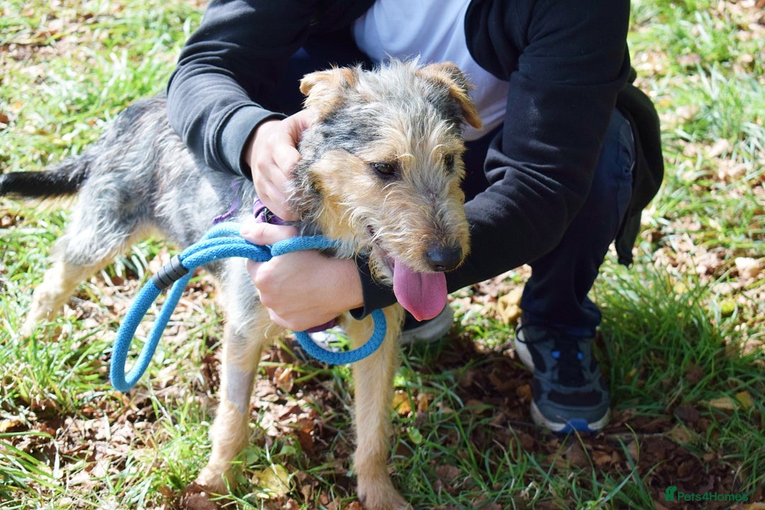 Fox Terrier dogs for adoption: Norte - Image 4