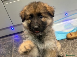 German Shepherd dogs KC Registered German Shepherd Puppies - Advert 15