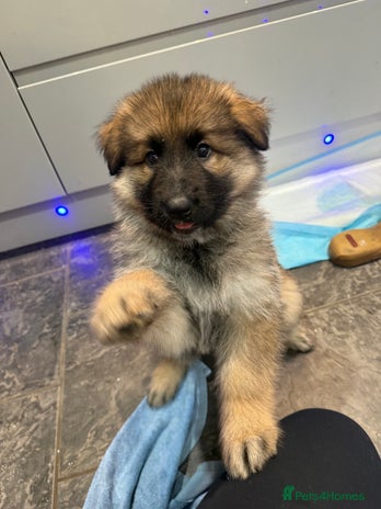 German Shepherd dogs - Advert 4