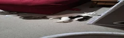 Maine Coon cats for sale: Maine Coon Kittens for Sale - Advert 25