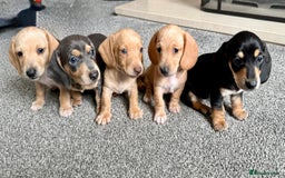 Miniature Dachshund dogs for sale: Miniature dachshund puppies ready 10/08/25 - Image 1