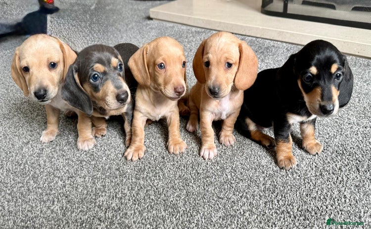 Miniature Dachshund dogs - Advert 8