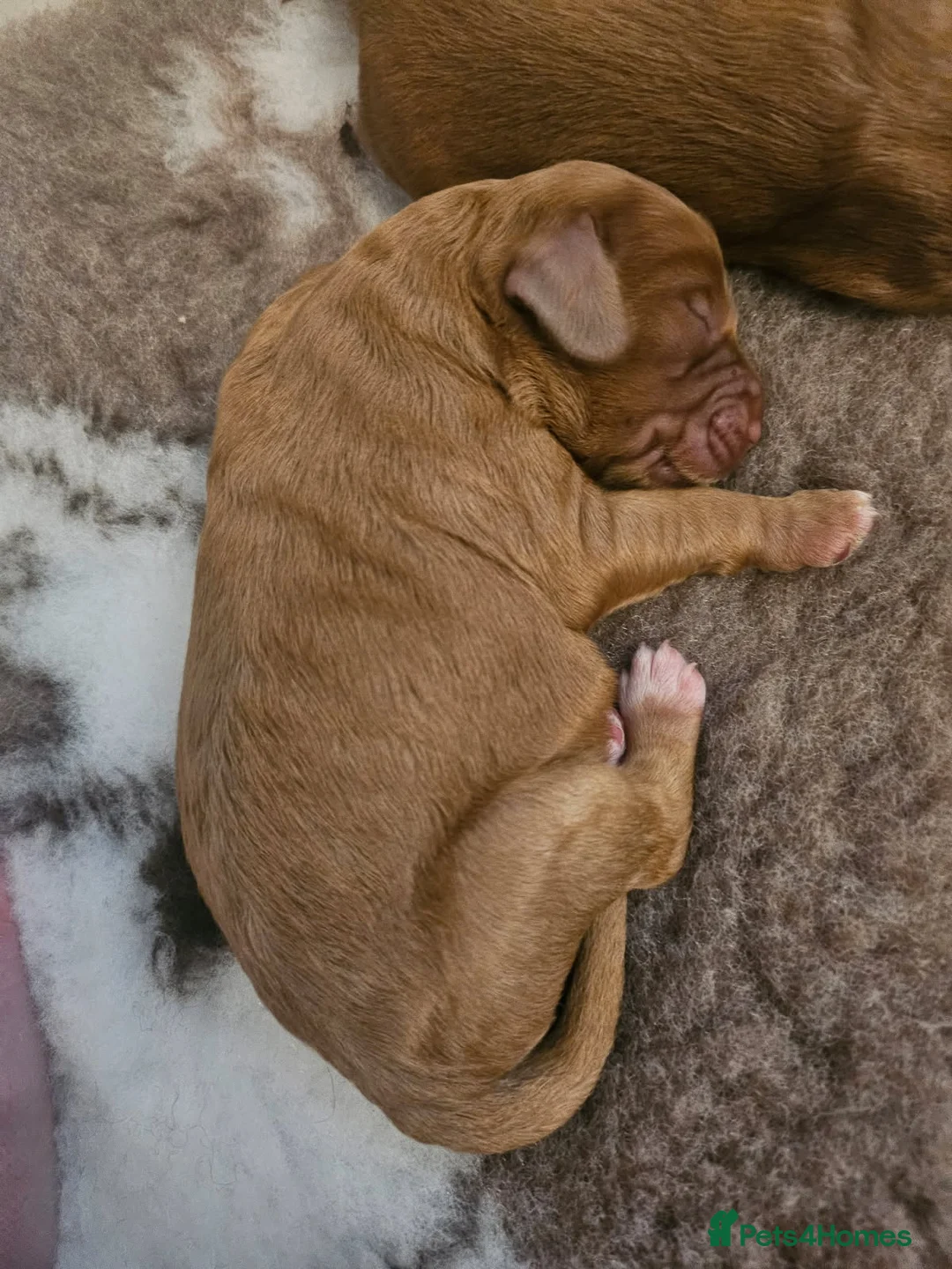 Toy Poodle dogs for stud: ‘Teddy’ KC Registered/Health tested Toy Stud in Wigan - Advert 37