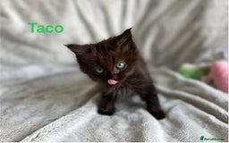 Persian cats for sale: **Last 2** Stunning litter of Persian/Ragdolls - Image 7