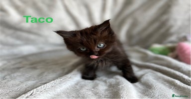 Persian cats - Advert 11