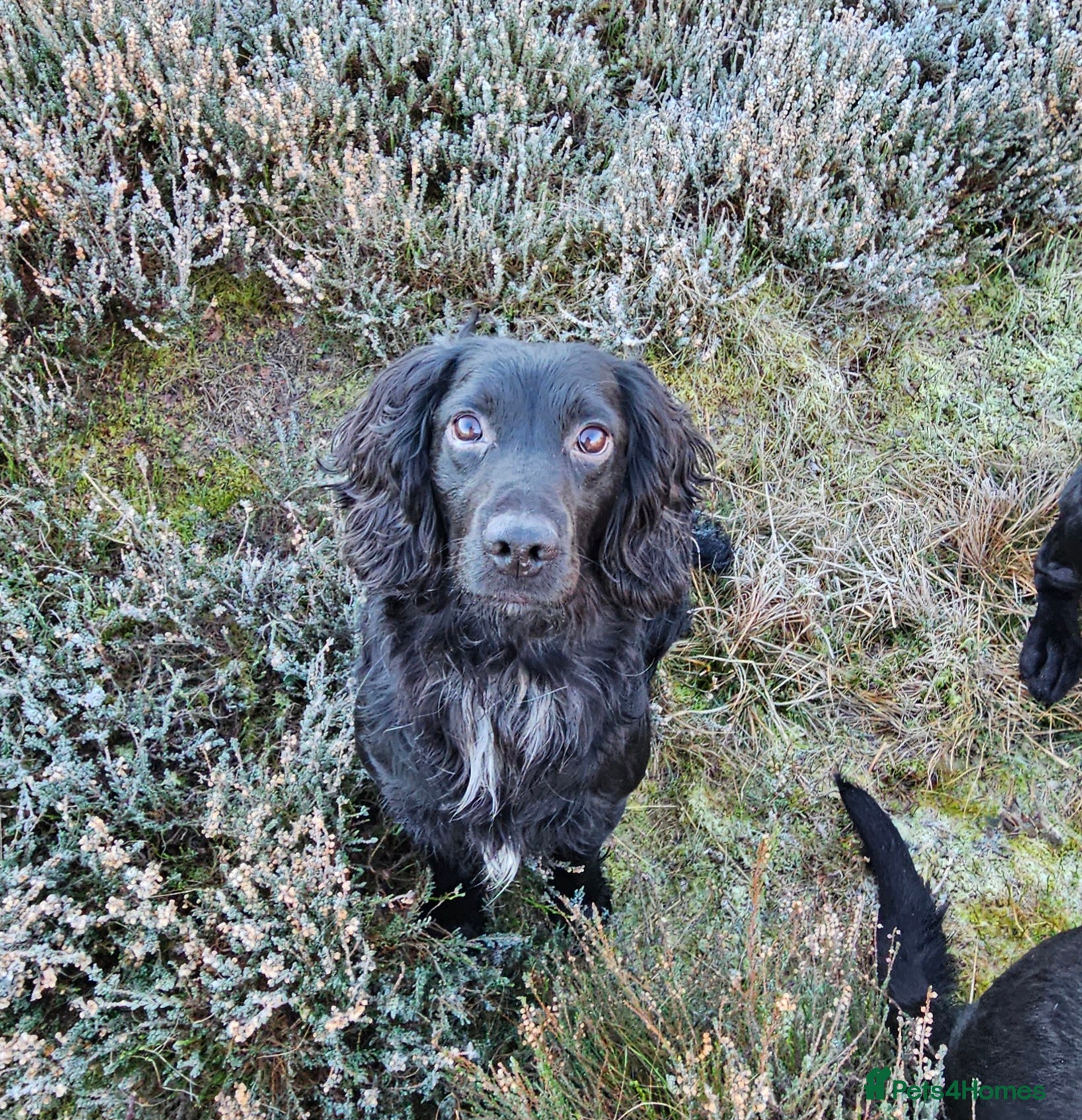 Cocker Spaniel dogs Working Cocker Spaniel For Stud - Health Tested in Kirriemuir - Advert 20