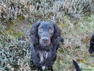 Cocker Spaniel dogs Working Cocker Spaniel For Stud - Health Tested in Kirriemuir - Advert 2