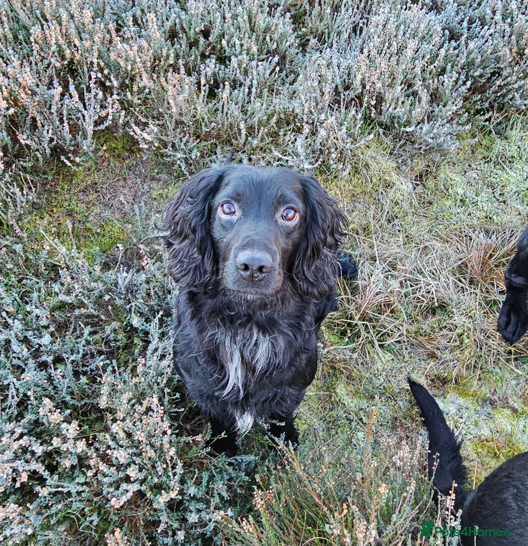 Cocker Spaniel dogs for stud: Working Cocker Spaniel For Stud - Health Tested in Kirriemuir - Advert 1