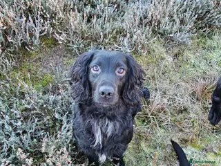 Cocker Spaniel dogs Working Cocker Spaniel For Stud - Health Tested in Kirriemuir - Advert 13