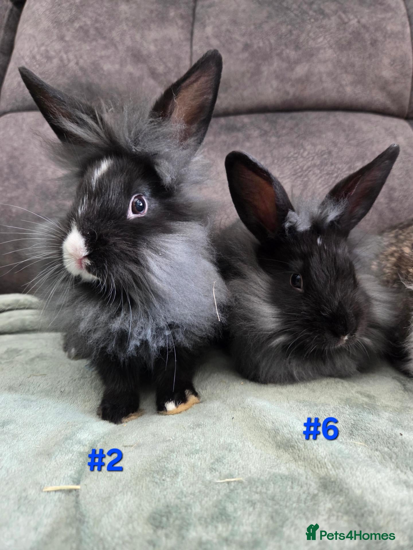 Lionhead rabbits Lion head babies very fluffy & tame ☆READY NOW - Advert 2
