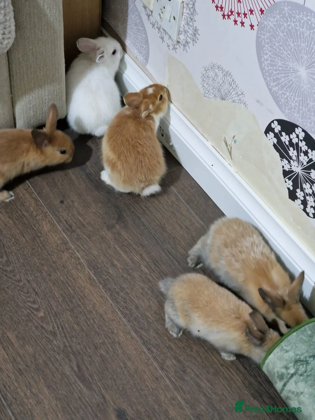 Mini Lop rabbits for sale: Adorable Rabbit Kits Looking for a Loving Home 🐰 - Advert 7