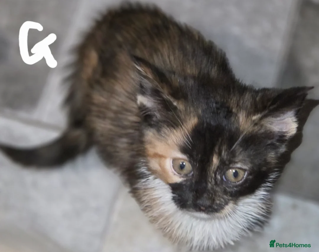 Mixed Breed cats for sale: Kittens  - Advert 29