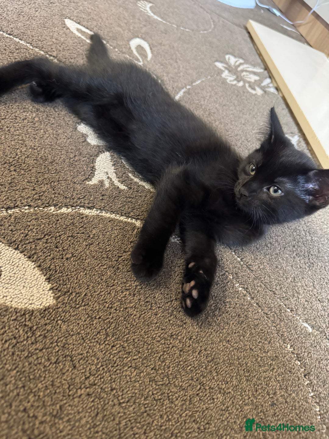 British Shorthair cats for sale: 3 MALE KITTENS FOR SALE  - Advert 6