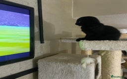 Mixed Breed cats for sale: Scottish fold cross for sale  - Image 21
